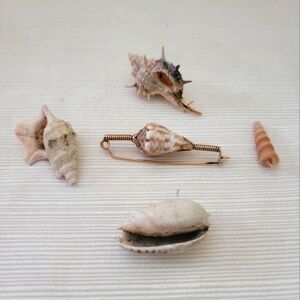 Vintage Shell Broach & Rare shells